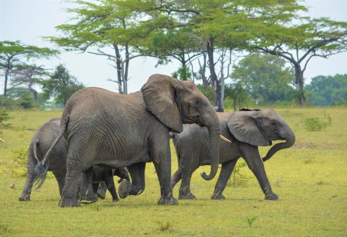 Sansibar - Safari & Baden