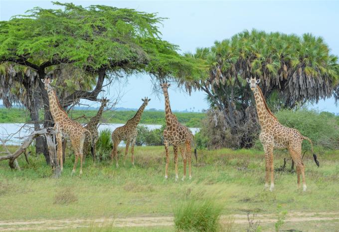 Sansibar - Safari & Baden