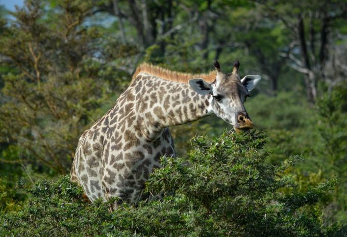 Sansibar - Safari & Baden