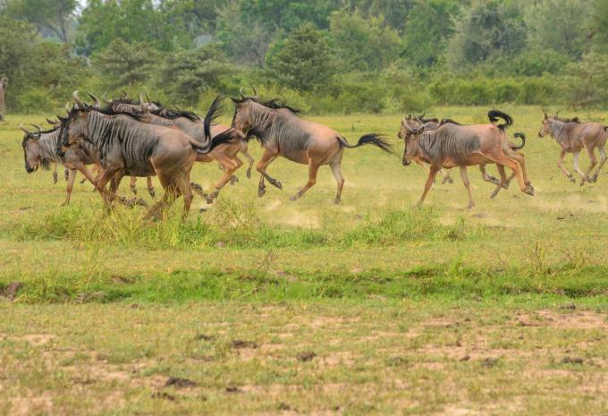 Sansibar - Safari & Baden
