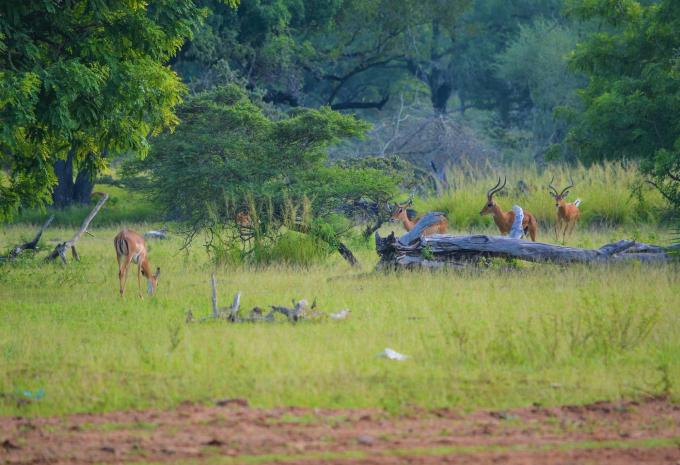 Sansibar - Safari & Baden