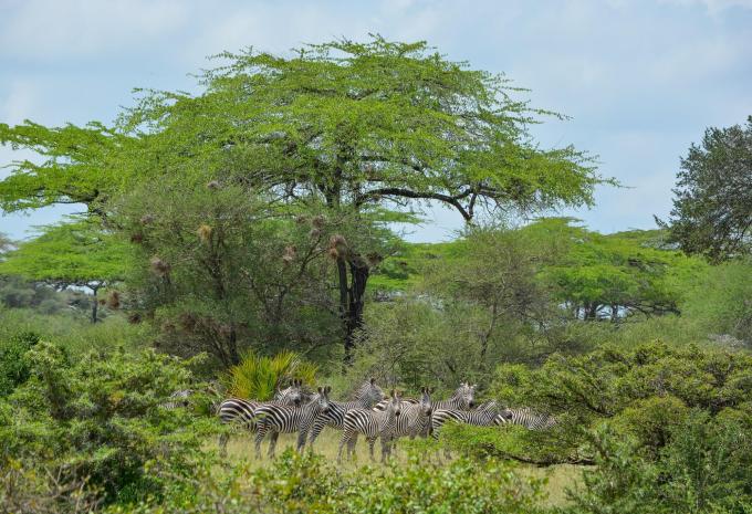 Sansibar - Safari & Baden