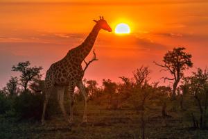 Südafrika - Rundreise & Safari