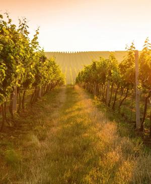 Weinreisen und Weinverkostungen