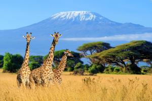 Kenia & Tansania - Safari