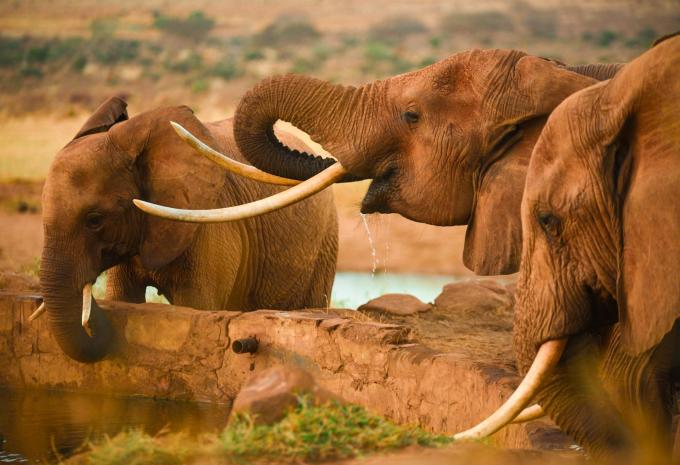 Kenia - Safari & Baden