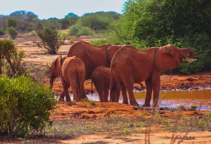 Kenia - Safari & Baden
