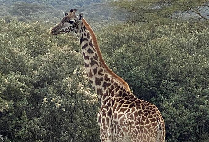 Kenia - Safari & Baden
