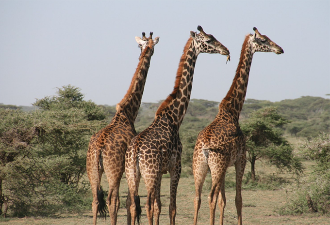 Kenia - Safari & Baden