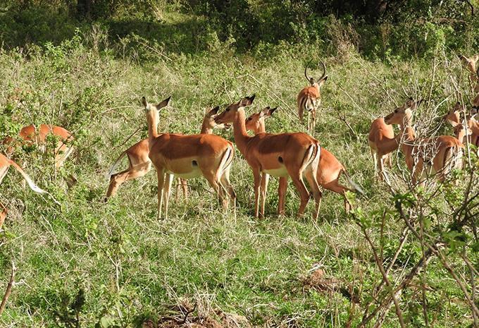 Kenia - Safari & Baden