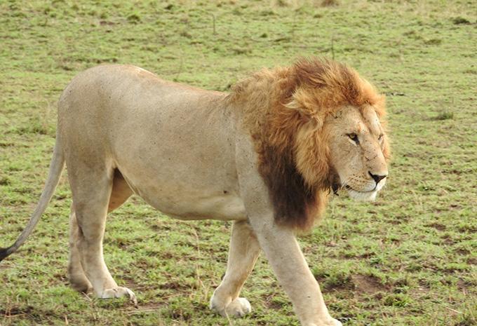 Kenia - Safari & Baden