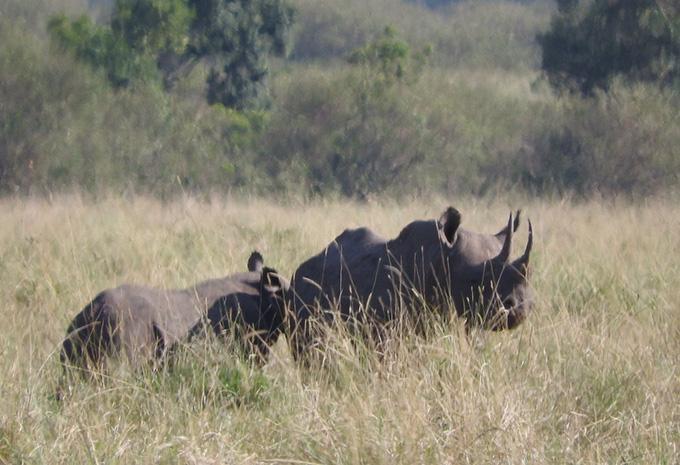 Kenia - Safari & Baden