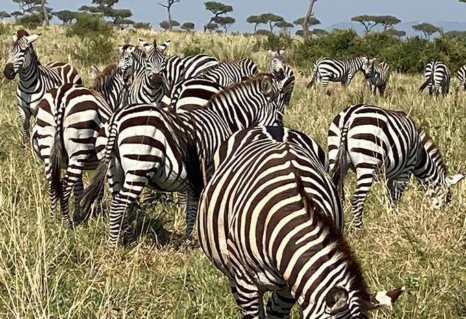 Kenia - Safari & Baden