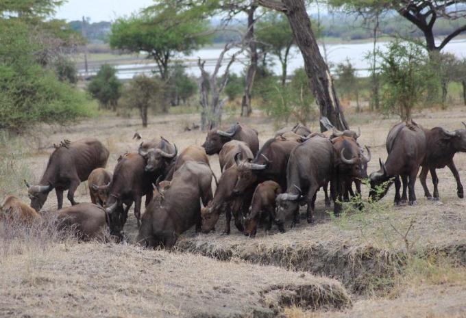 Sansibar - Safari & Baden