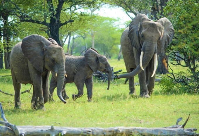 Sansibar - Safari & Baden