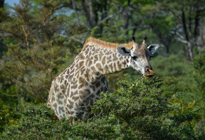 Sansibar - Safari & Baden