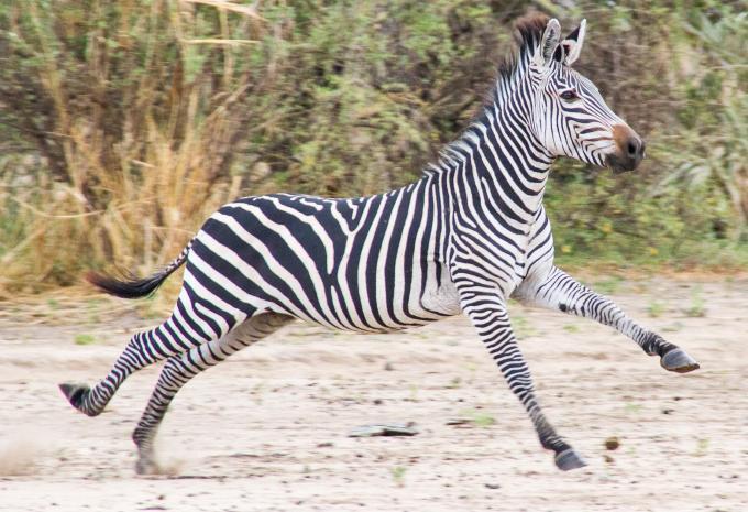 Sansibar - Safari & Baden