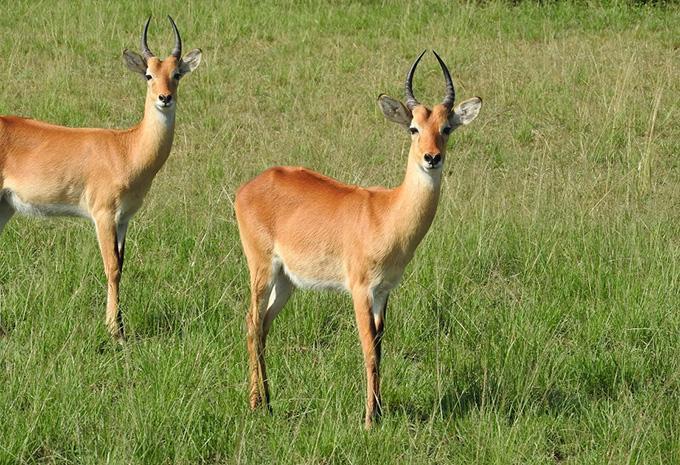 Uganda - Abenteuer-Rundreise