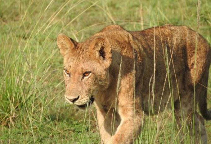 Uganda - Abenteuer-Rundreise