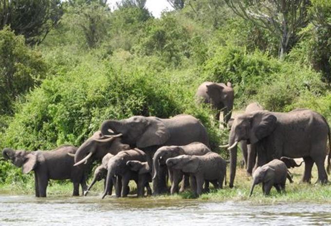 Queen-Elizabeth-Nationalpark