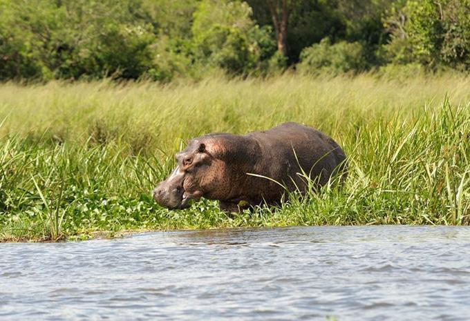 Queen-Elizabeth-Nationalpark