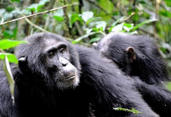 Uganda - Abenteuer-Rundreise