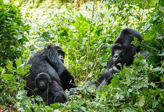 Uganda - Abenteuer-Rundreise