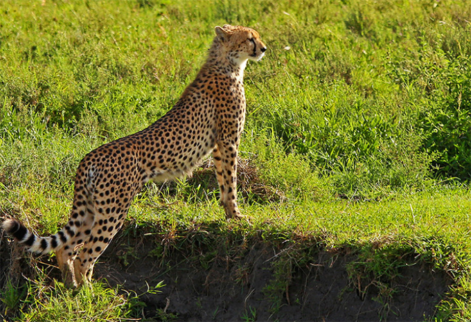 Tansania - Safari