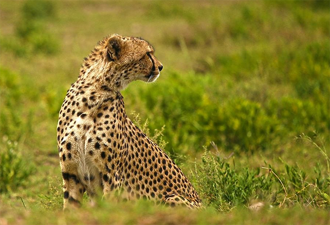 Tansania - Safari