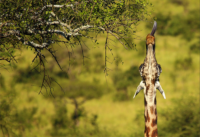 Tansania - Safari