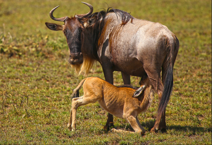 Tansania - Safari