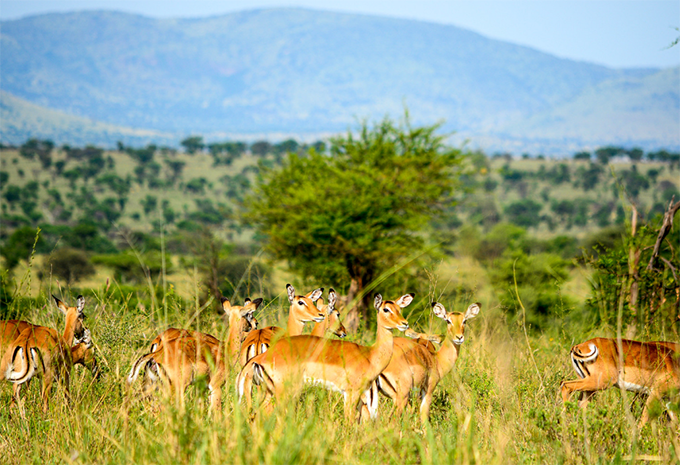 Tansania - Safari