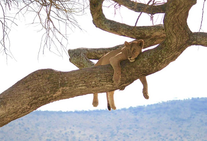 Tansania - Safari