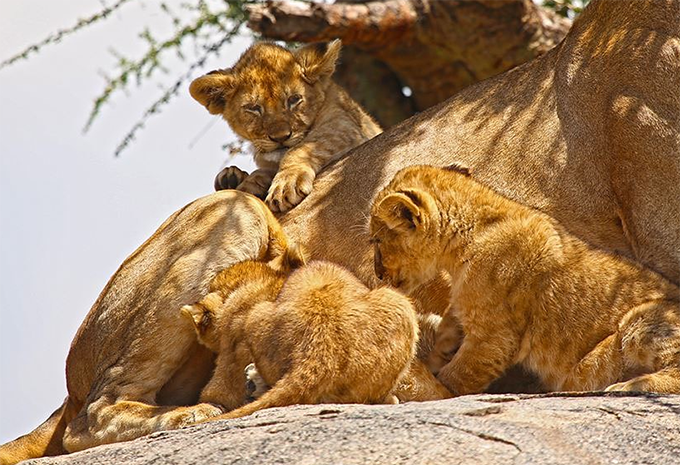 Tansania - Safari