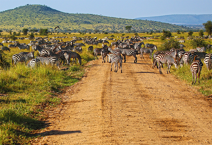 Tansania - Safari