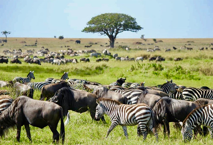 Tansania - Safari