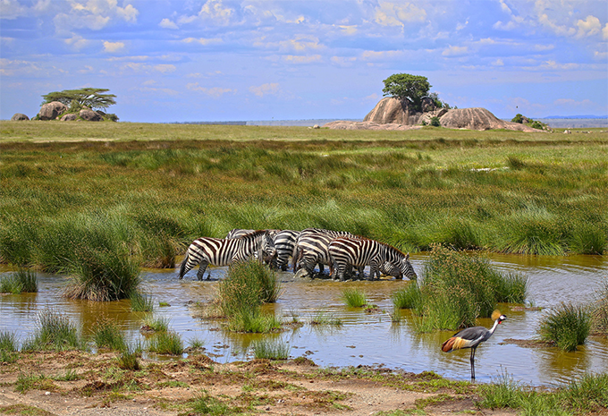 Tansania - Safari