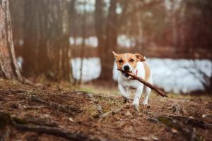 Urlaub mit Hund in Kroatien | HOFER REISEN
