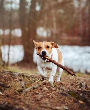 Urlaub mit Hund in Kroatien