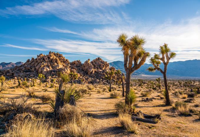 Joshua Tree-Nationalpark