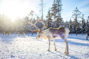 Lappland - Nordlichtzauber am Polarkreis