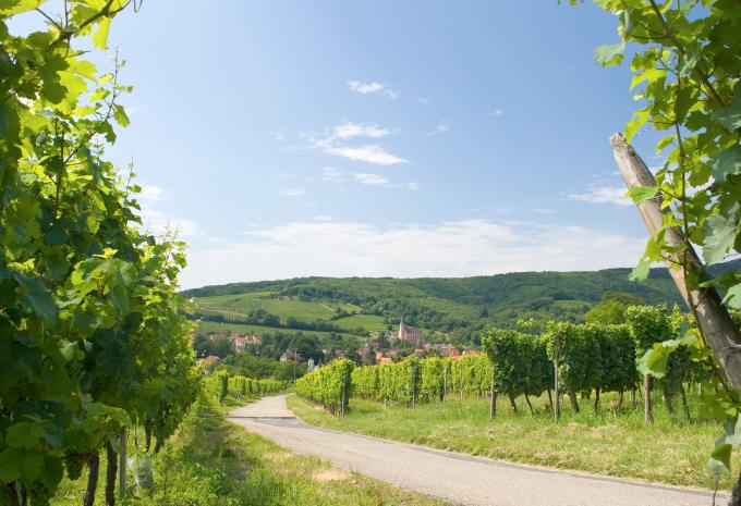 Entlang der Weinberge von Basel durchs Elsass nach Straßburg - Radtour