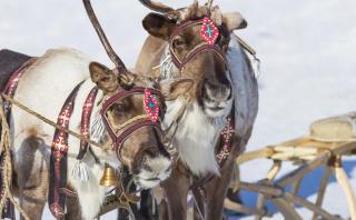 Winterurlaub in Lappland mit HOFER REISEN