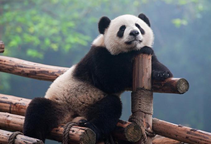China mit Tibet, Chengdu & Peking - Rundreise