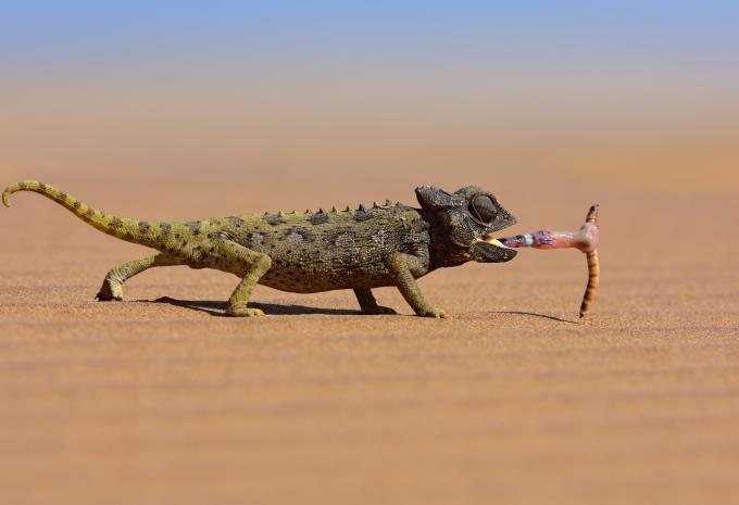 Namibia, Simbabwe & Botswana - Rundreise
