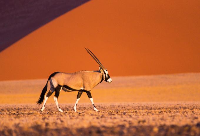 Sossusvlei 