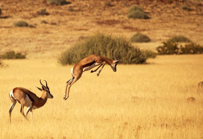 Namibia, Simbabwe & Botswana - Rundreise