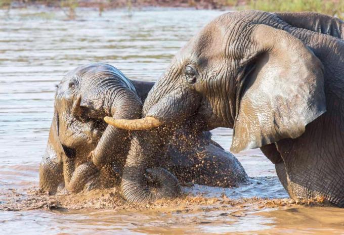 Madikwe Game Reserve