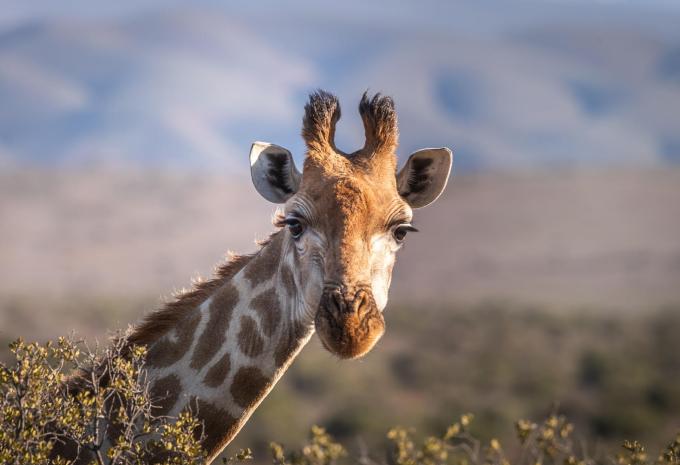 Madikwe Game Reserve