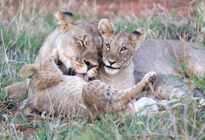 Madikwe Game Reserve